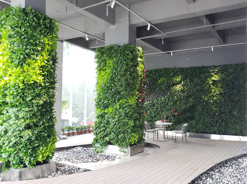 室外垂直綠化一般應(yīng)該選擇哪些植物品類？