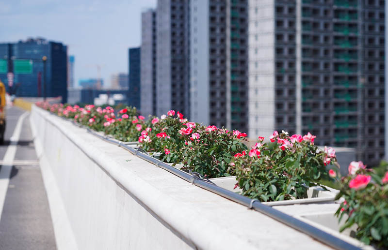 余杭運溪高架路初綻放!獨有的浪漫‘高架花箱’已上線